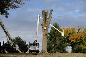 tree removal in louisville field