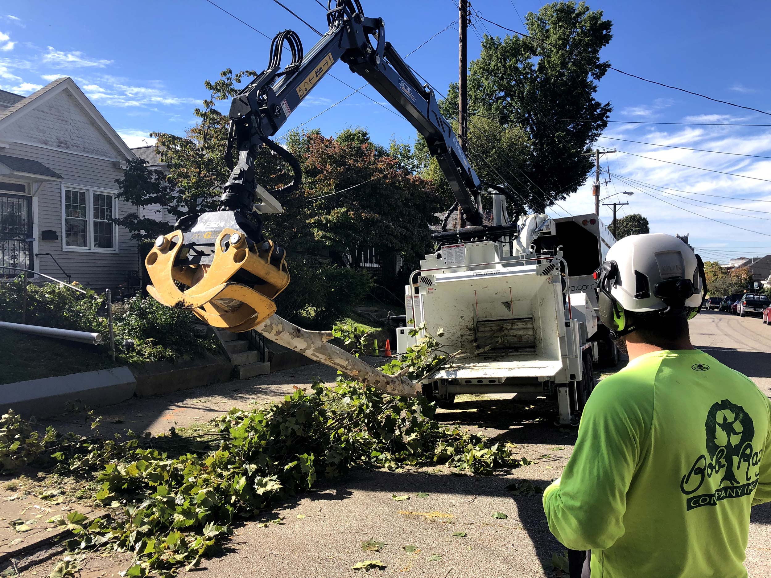 tree removal highlands