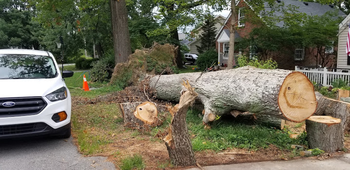 tree fell in louisville neighborhood
